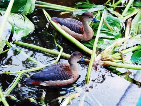 Muôn cách làm giàu từ nuôi con vật lạ [Kỳ 14]: Thả chim hoang dã trong ao, thu lãi nửa tỷ mỗi năm